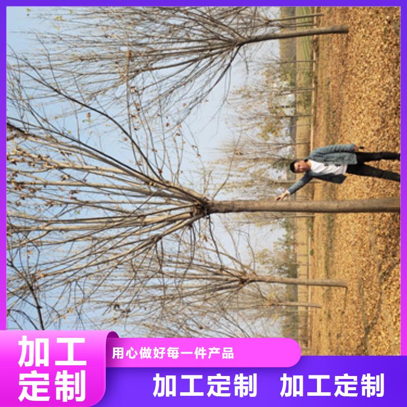 法桐五角枫多行业适用现货充裕