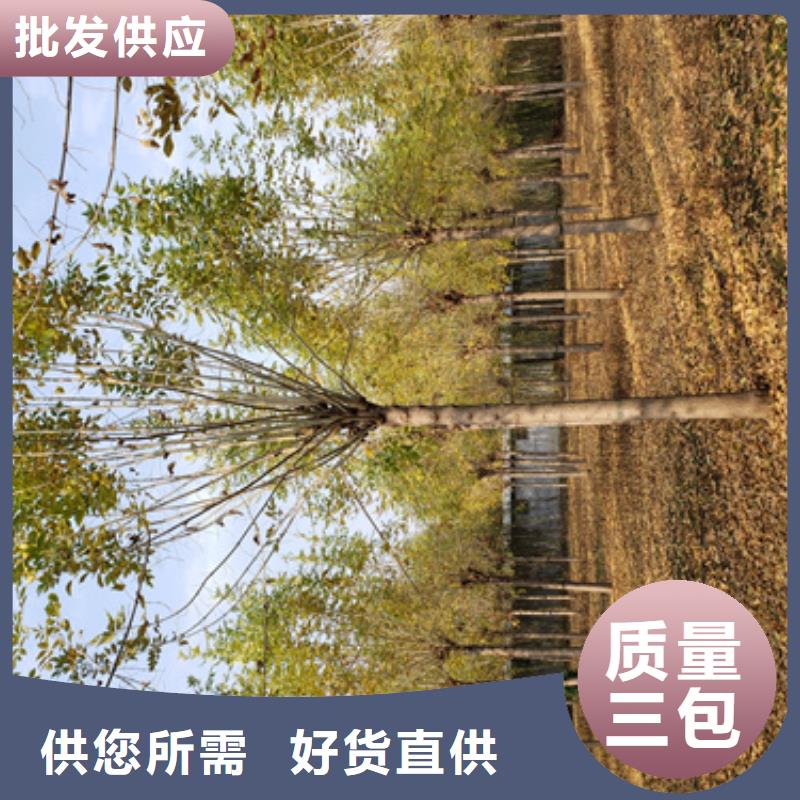 法桐金叶槐现货直供应用广泛