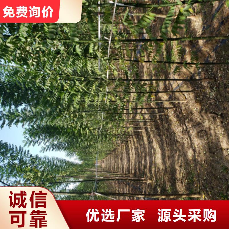 法桐截杆发帽对质量负责精工打造