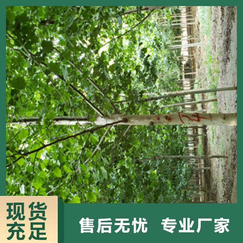 【法桐】金叶槐生产厂家本地经销商