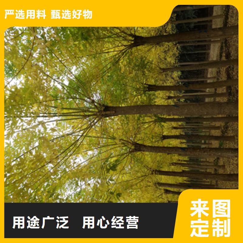 【法桐】国槐市场行情同城生产商