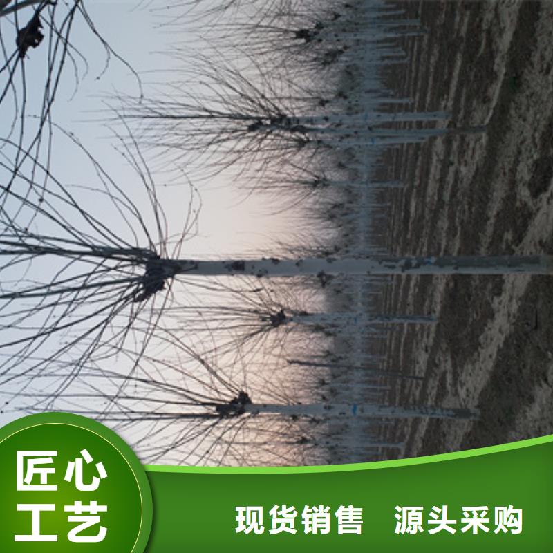 法桐-美国红枫质检合格出厂好品质选我们
