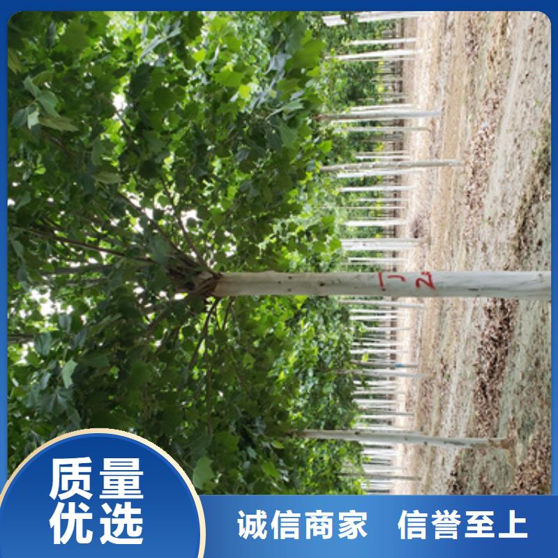 法桐白蜡供货及时当地品牌