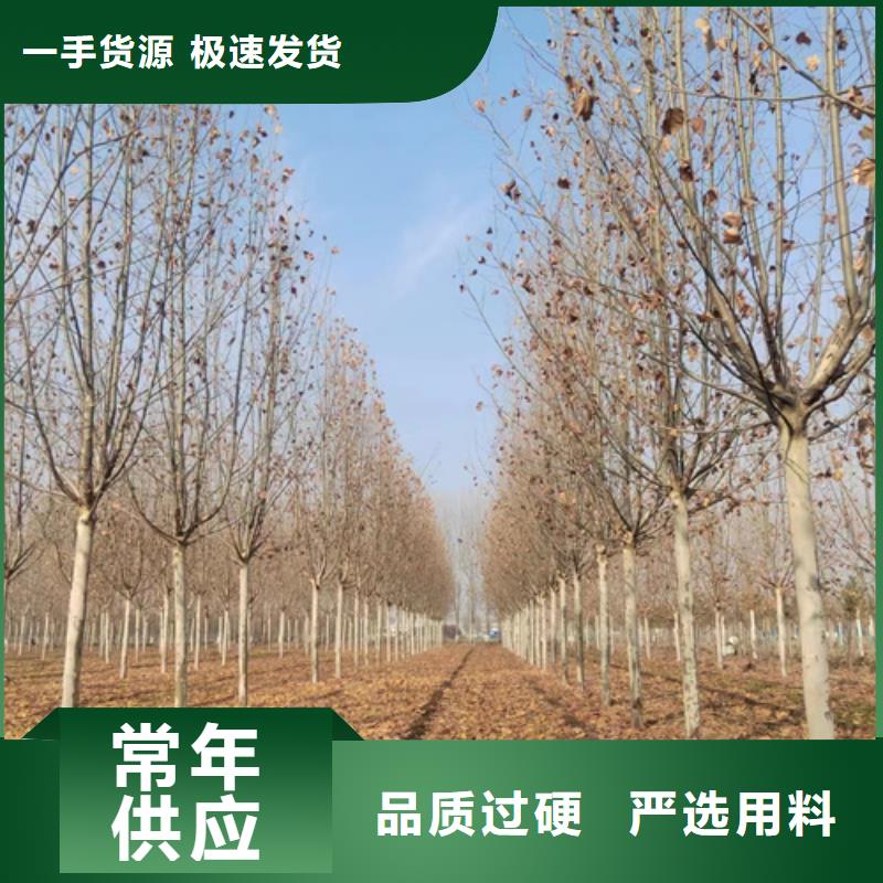 法桐【白蜡】符合标准【当地】生产厂家