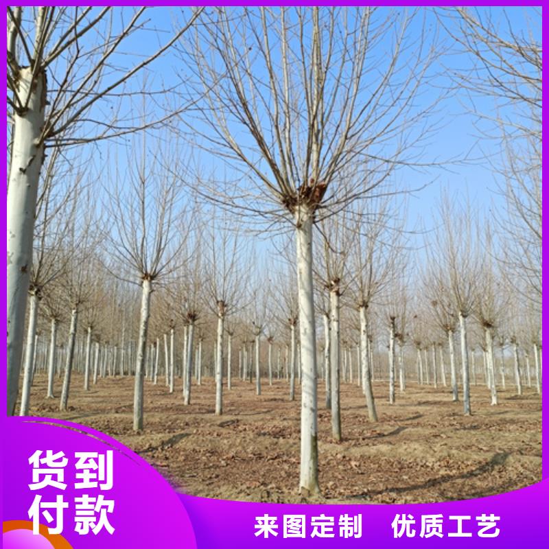 法桐【金叶槐】专心专注专业当地货源