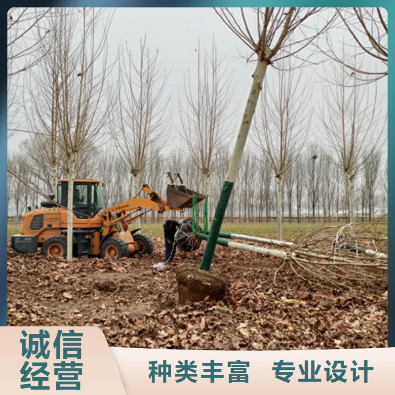 法桐黄金槐售后无忧厂家实力雄厚