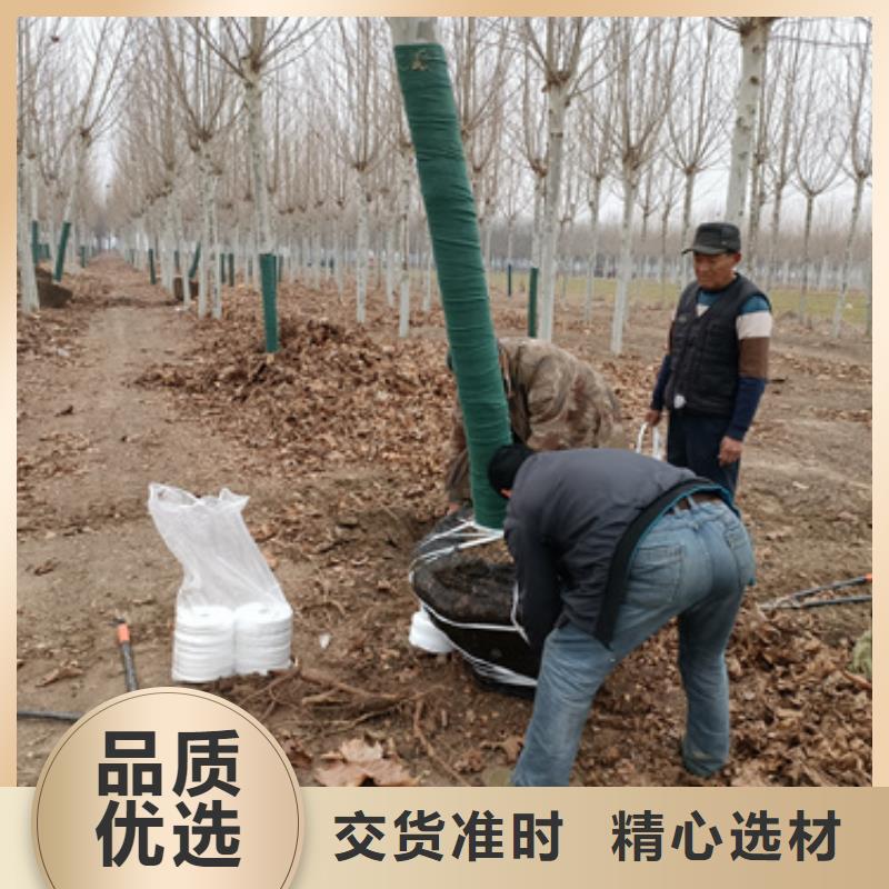 法桐-北京栾生产厂家当地货源