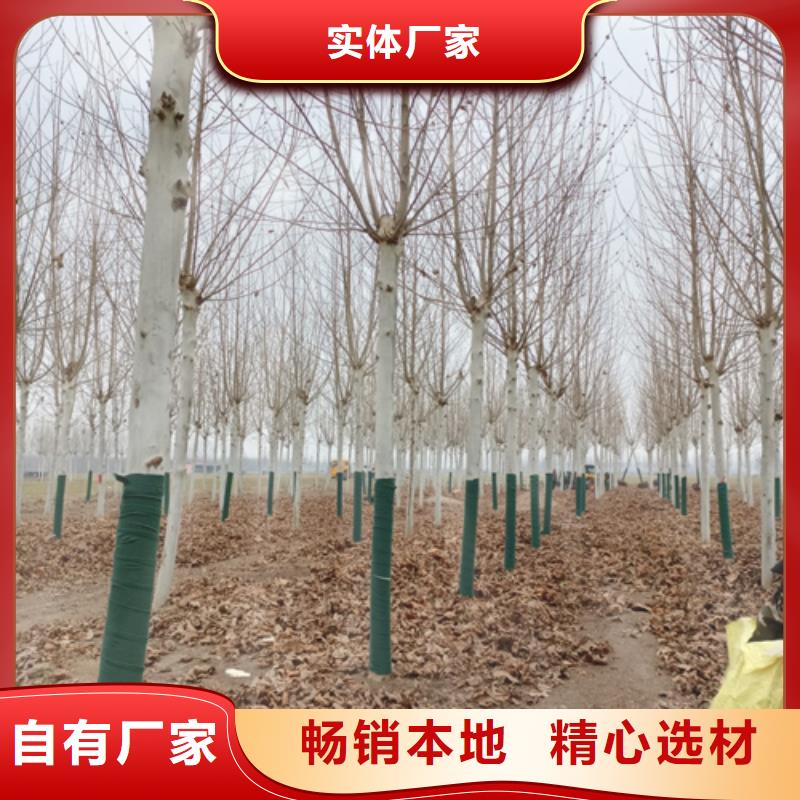 法桐_【美国红枫】质优价保符合标准