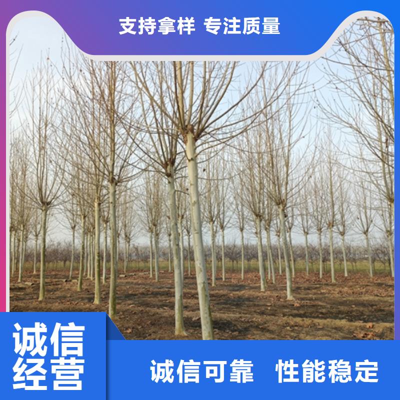 【法桐工期短发货快】当地经销商