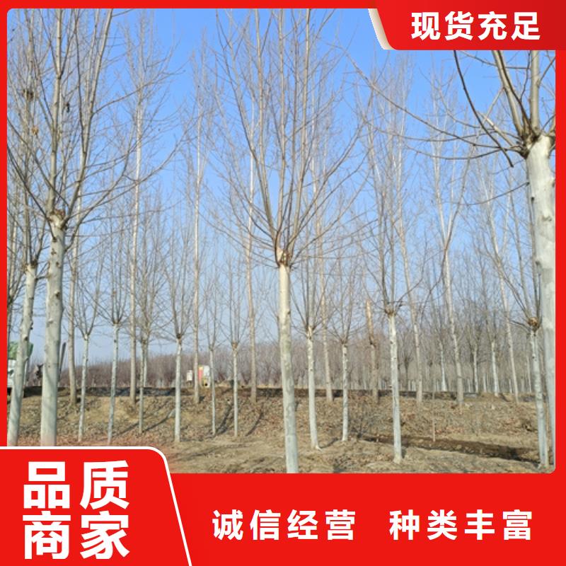 【法桐】黄金槐精选货源当地供应商