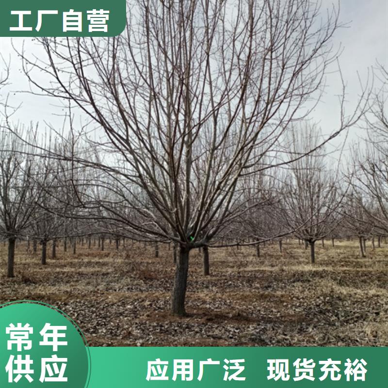 法桐-黄金槐N年大品牌按需定做