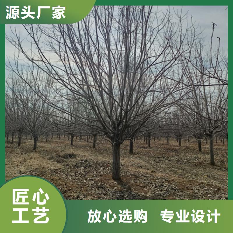 【法桐】五角枫自产自销高品质诚信厂家