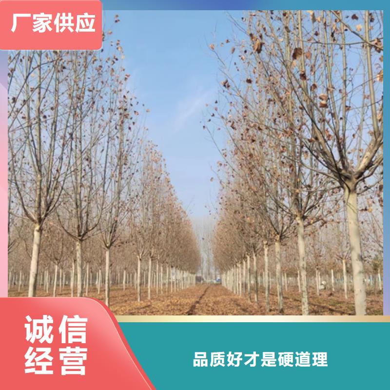 法桐金叶白蜡的简单介绍<本地>品牌