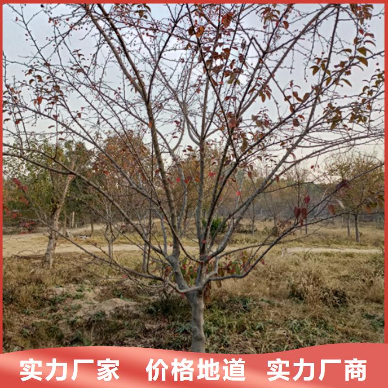 法桐-国槐规格型号全细节展示