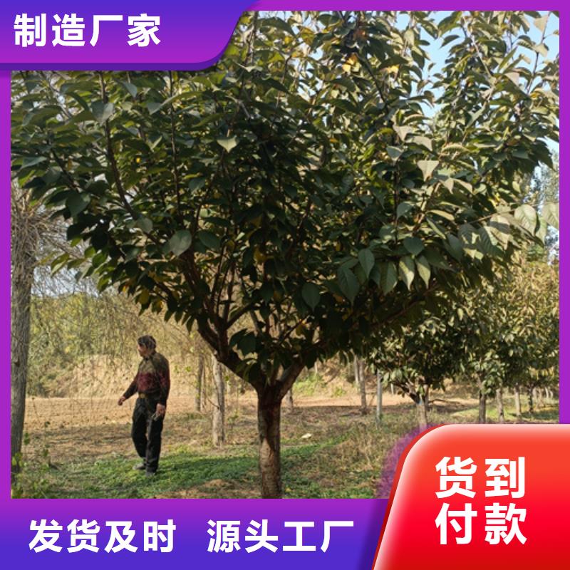 法桐_黄金槐质优价保可定制