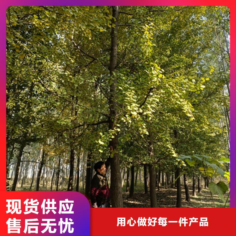 法桐-白蜡销售的是诚信同城服务商