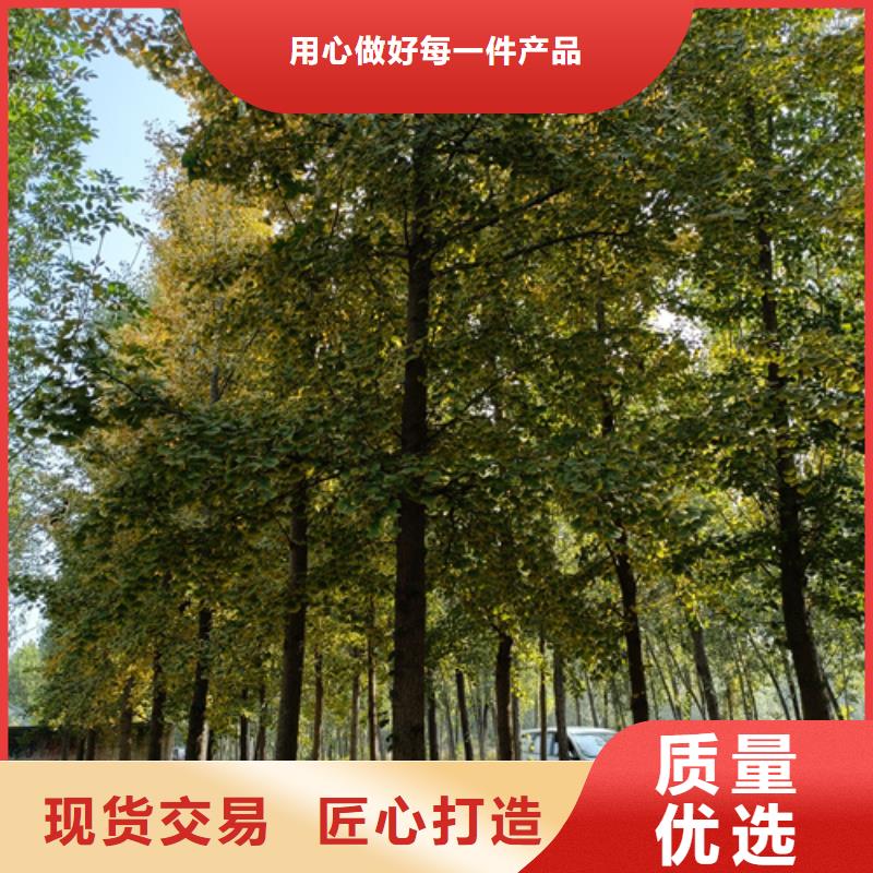 法桐黄金槐现货满足大量采购客户信赖的厂家
