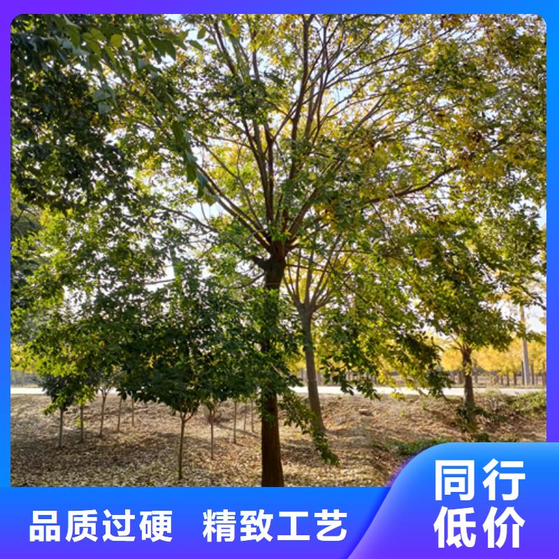 法桐美国红枫专业生产N年详细参数