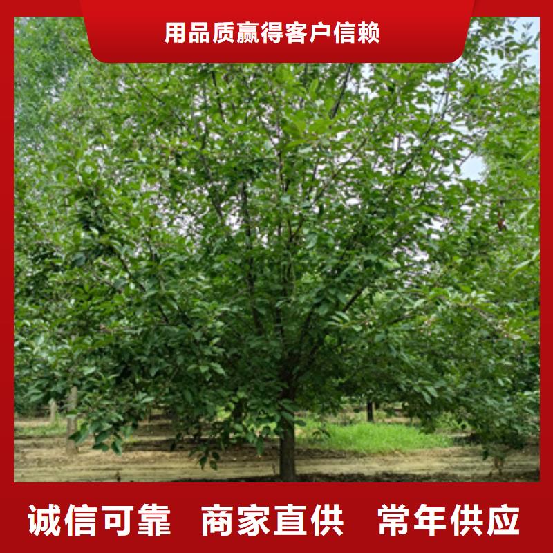 法桐_北京栾源头厂源头货自营品质有保障