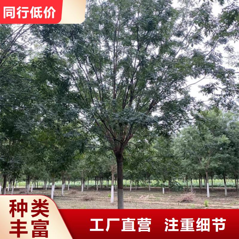 法桐原生冠法桐大库存无缺货危机品类齐全
