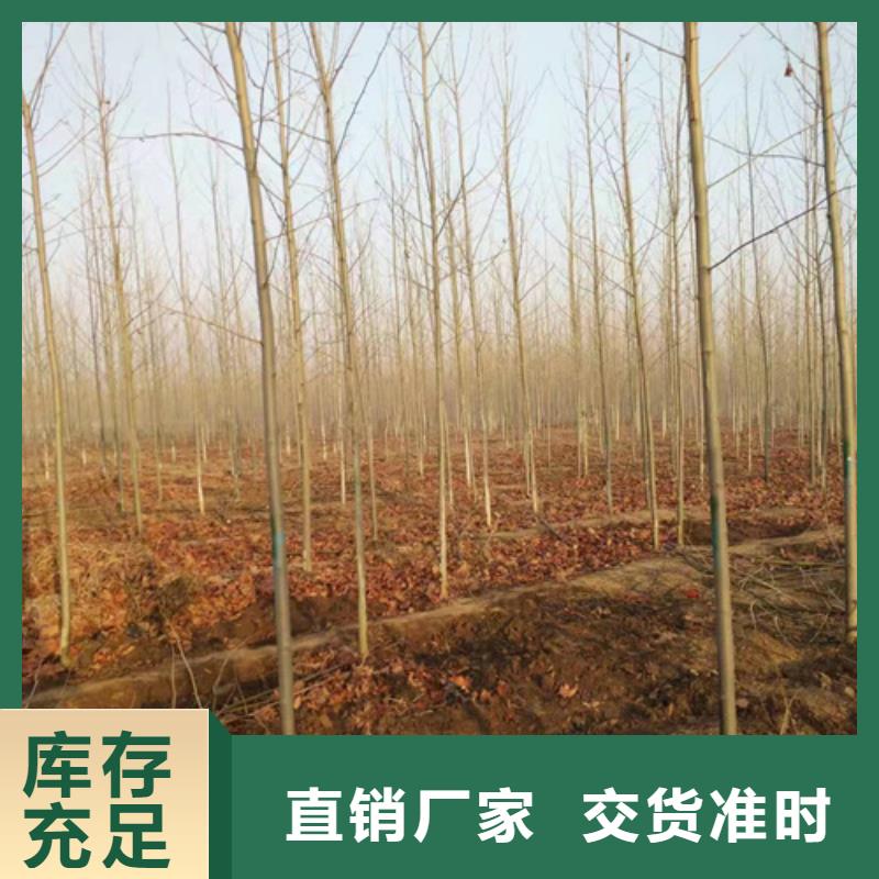 法桐黄金槐质量层层把关资质认证