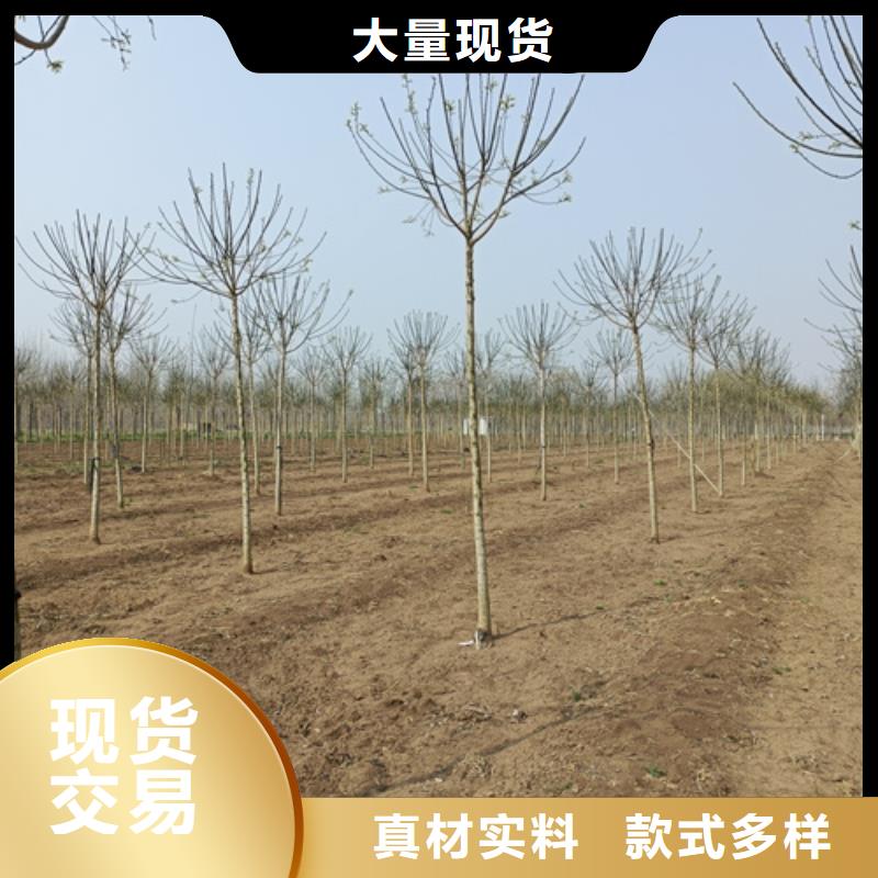 法桐黄金槐专业设计放心选购