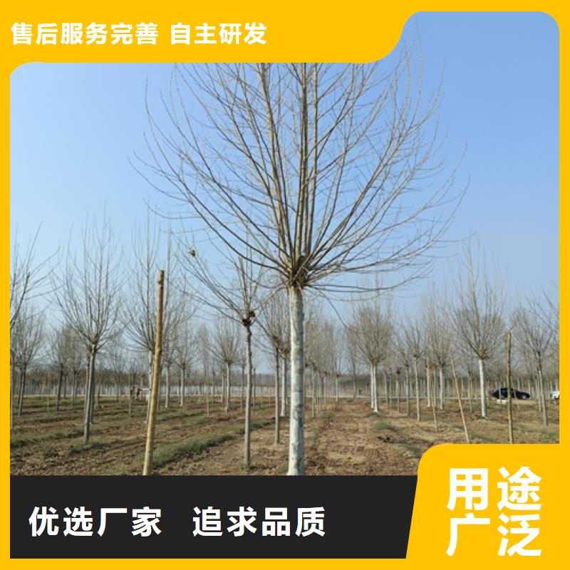 法桐产地源头好货48小时发货