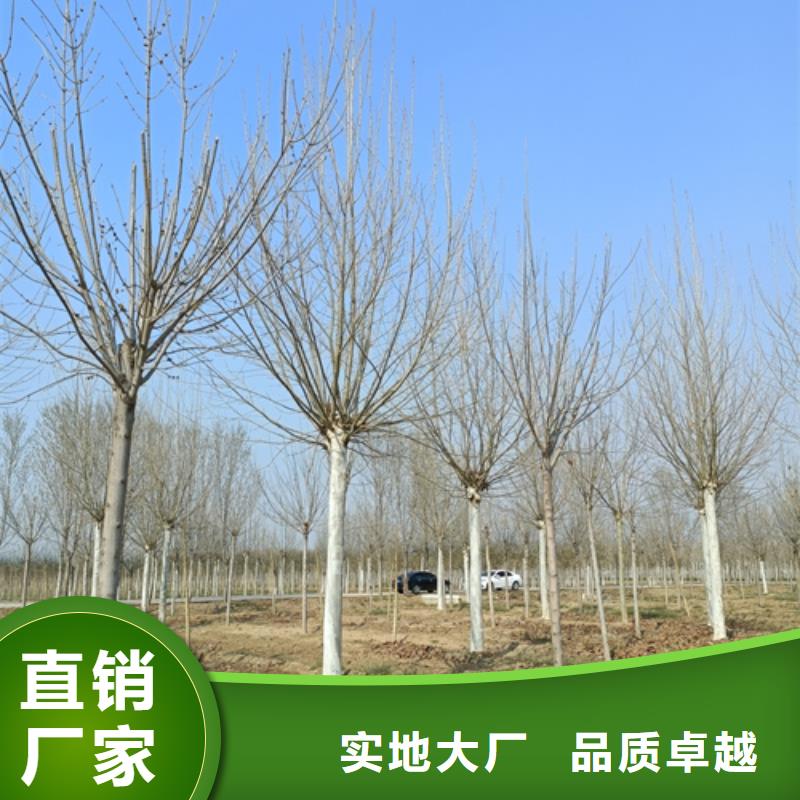 【法桐】国槐超产品在细节设计制造销售服务一体