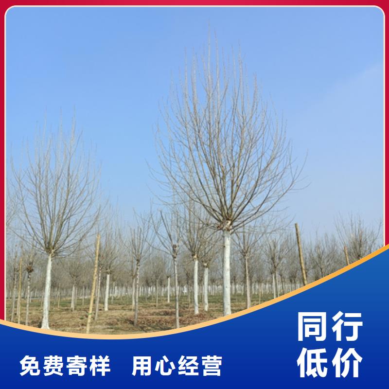 法桐西府海棠生产安装低价货源