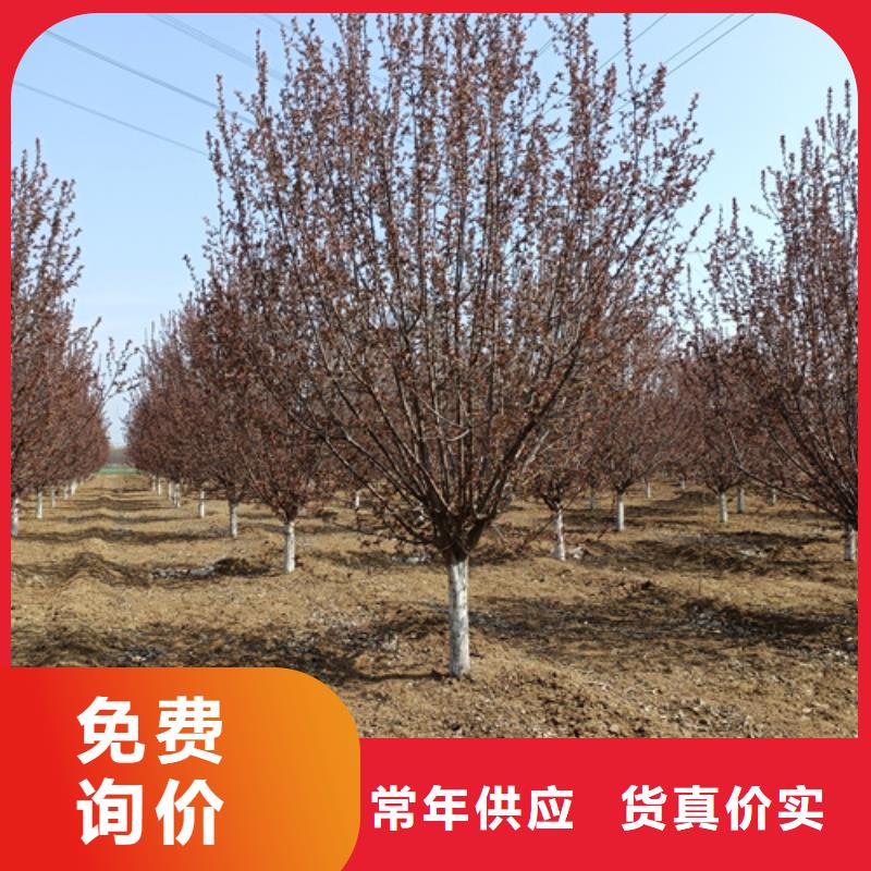 法桐,金叶复叶槭一个起售本地品牌
