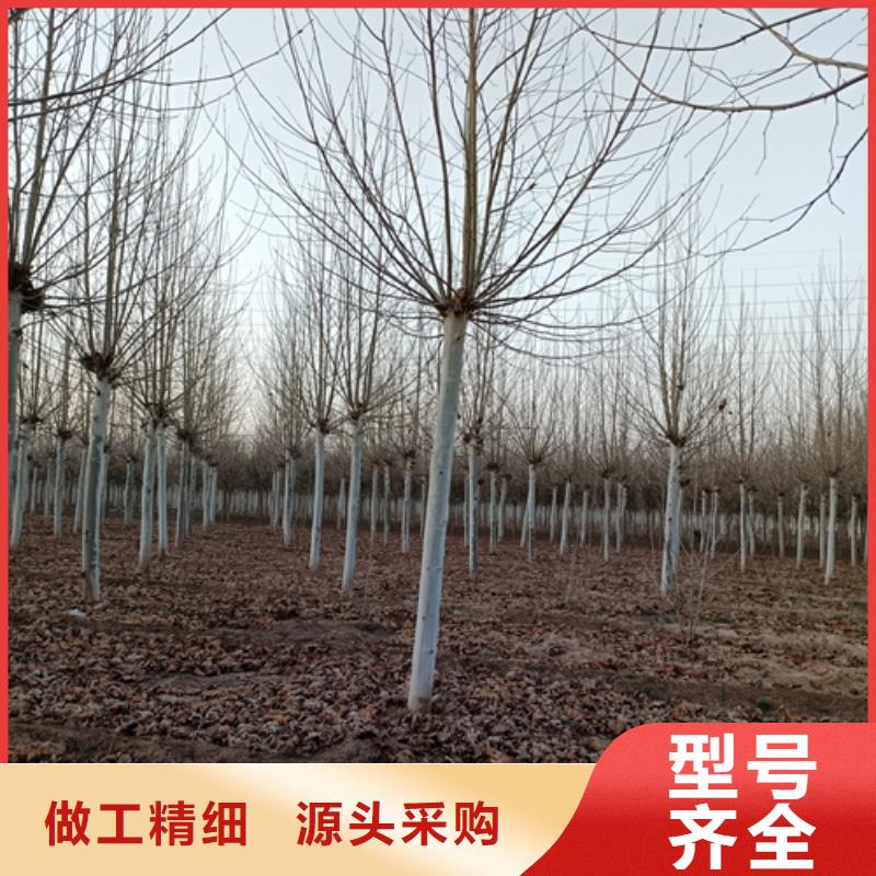 法桐金叶白蜡现货充裕诚信经营
