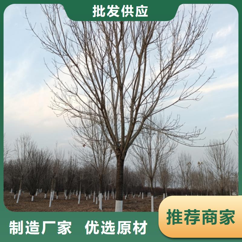 法桐_美国红枫注重细节严格把关质量放心