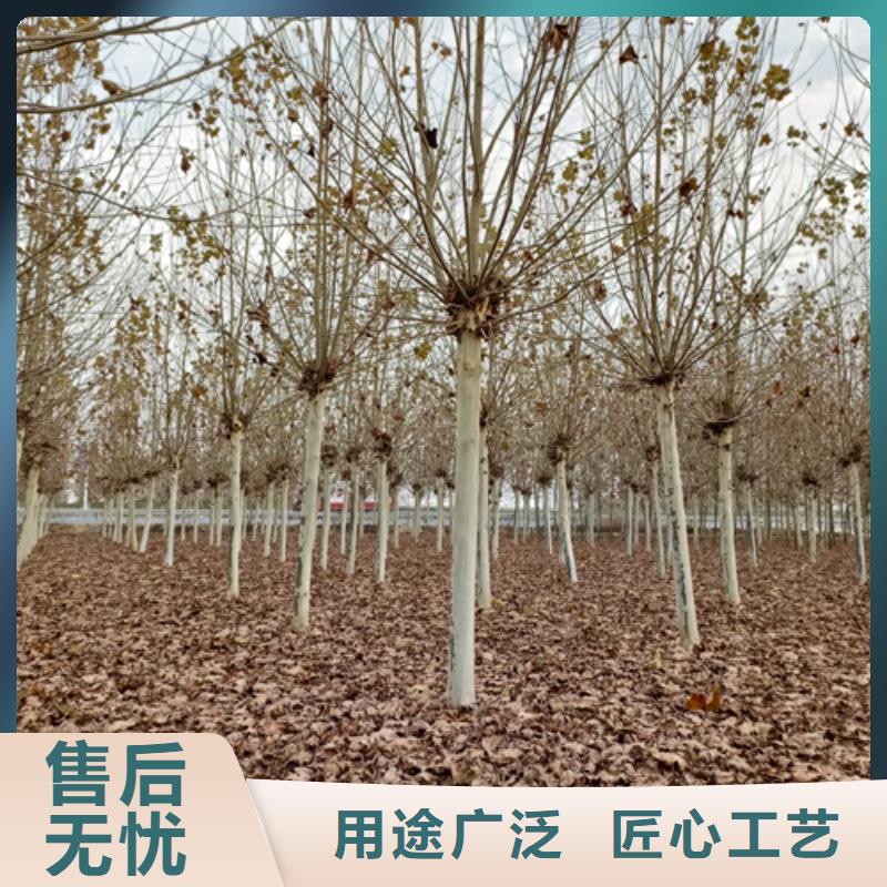 法桐-美国红枫满足客户所需一手货源
