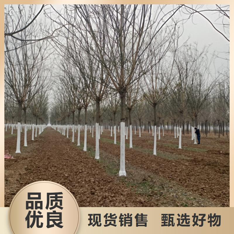 法桐,秋紫白蜡发货迅速产品细节参数