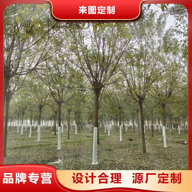 【法桐质优价保】支持大批量采购