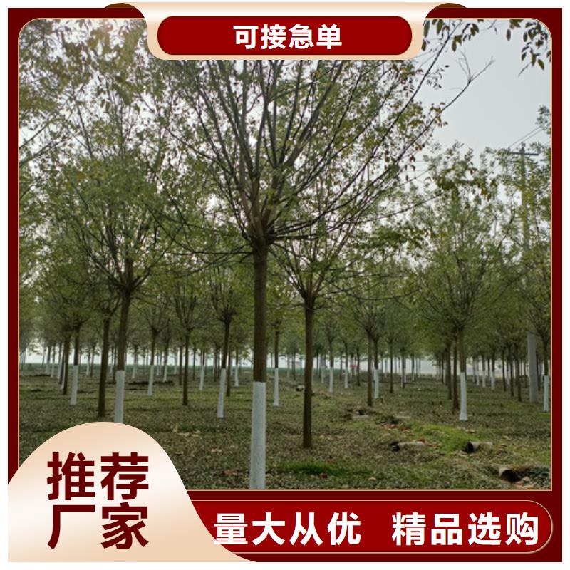 法桐_国槐货到付款[本地]生产商