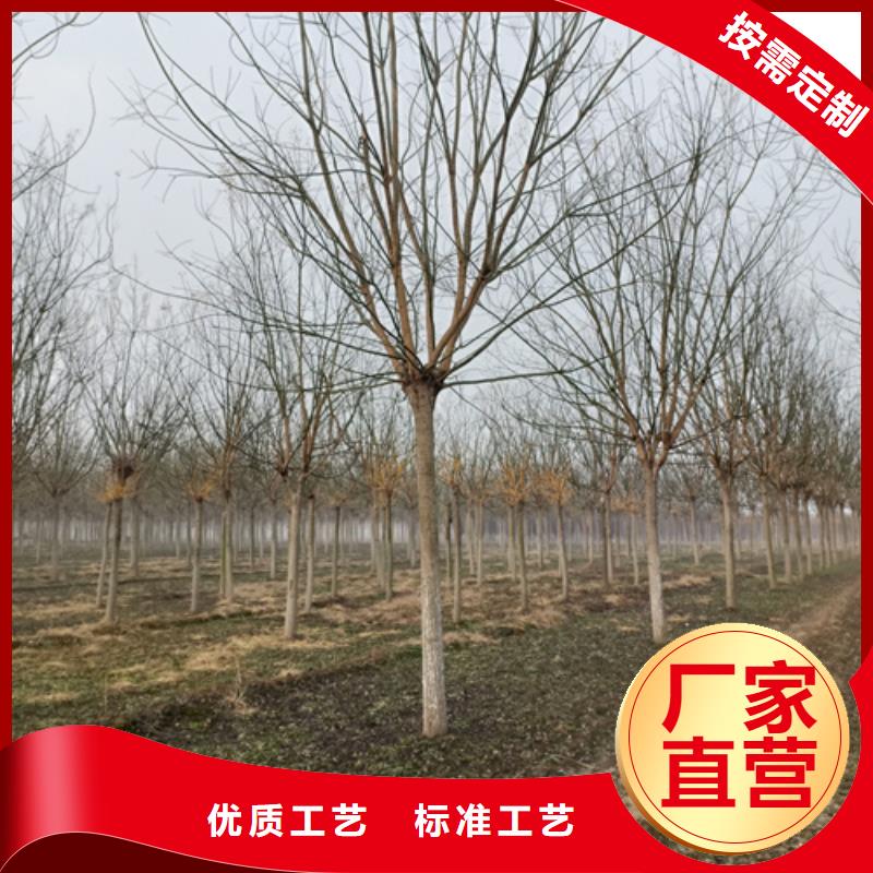 【法桐北京栾优质工艺】现货齐全售后无忧