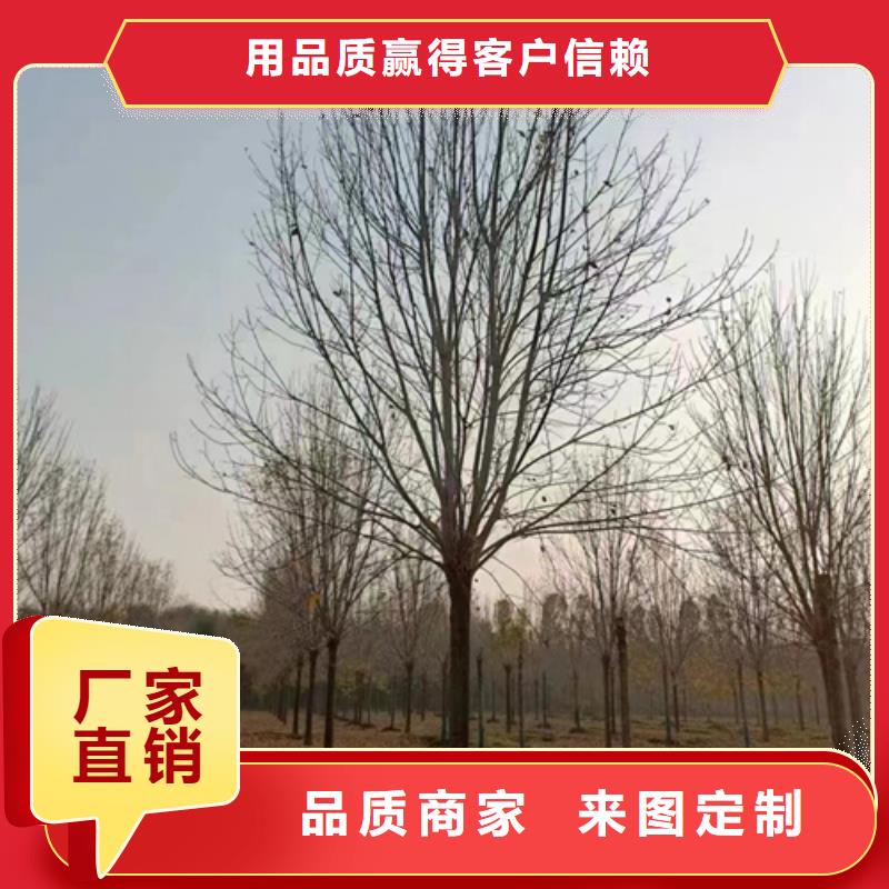 ​法桐,五角枫匠心制造专注产品质量与服务