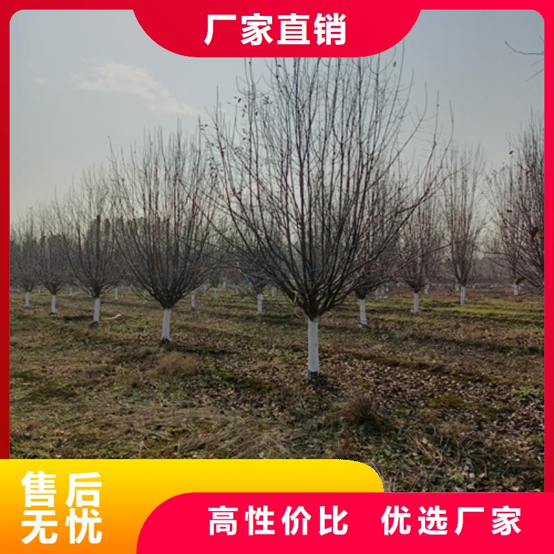 法桐-金叶槐专注质量原料层层筛选