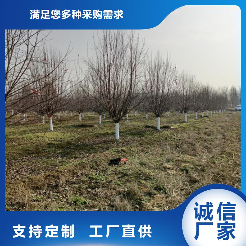 法桐金叶白蜡厂家销售本地品牌