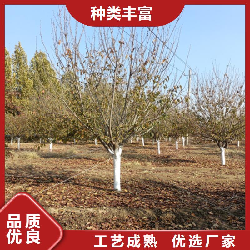 法桐金叶复叶槭从源头保证品质同城服务商