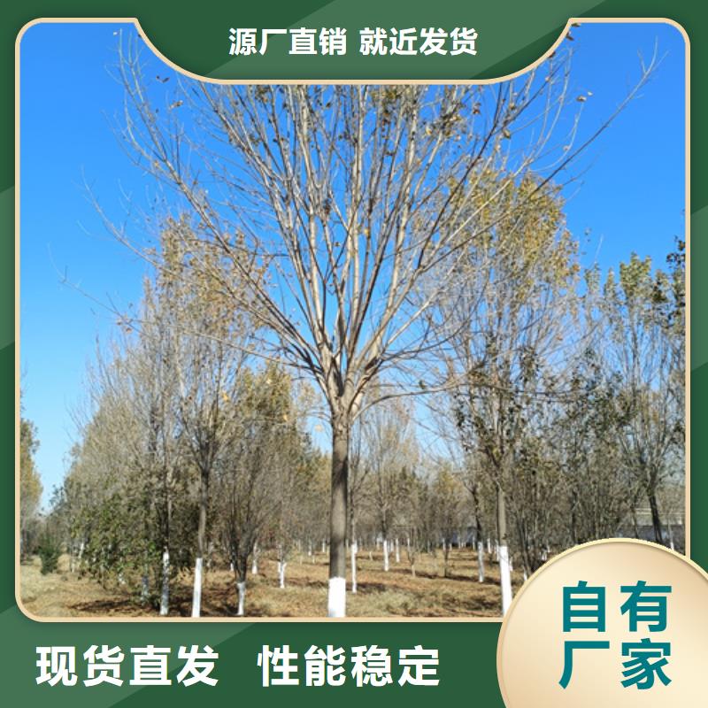 法桐金叶槐诚信经营质量保证多年行业经验