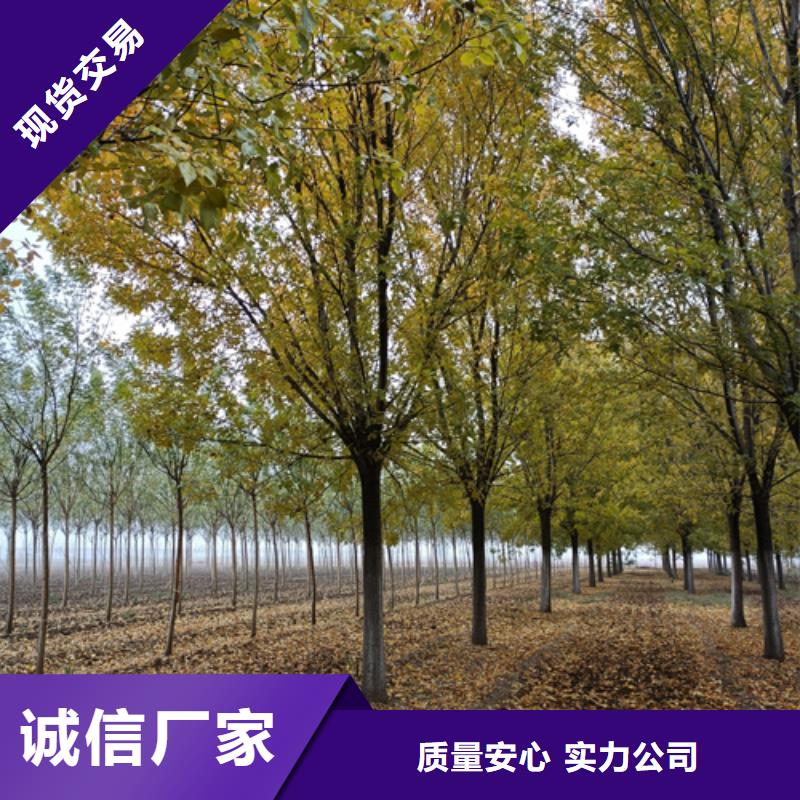 法桐国槐专注细节使用放心当地品牌