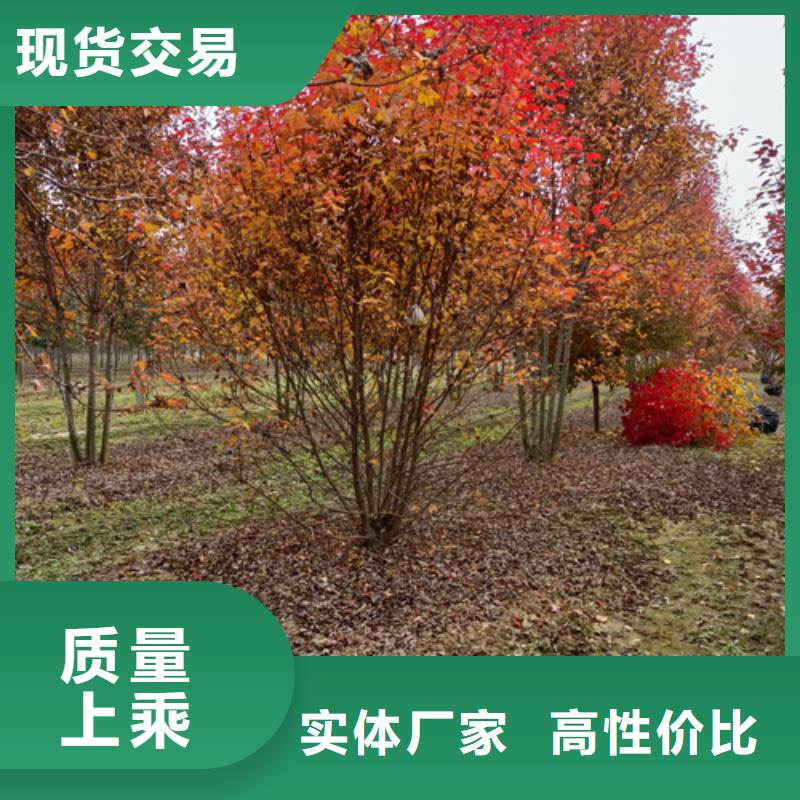 法桐美国红枫工厂直供用心做好每一件产品