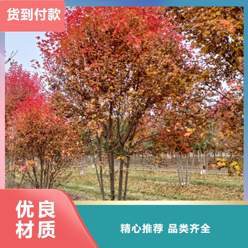 法桐美国红枫专业供货品质管控真材实料诚信经营