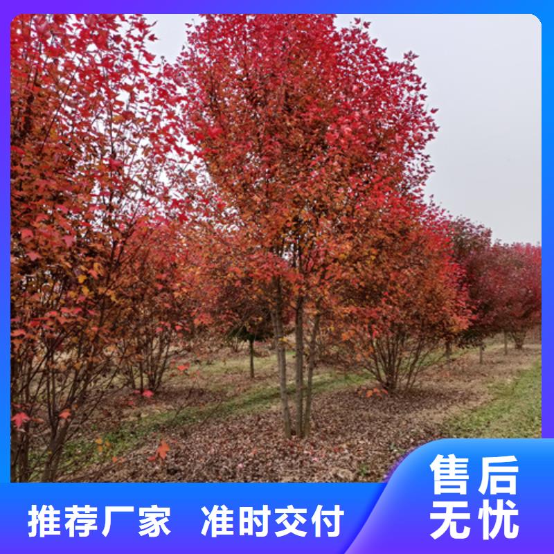 法桐厂家直销省心省钱货到付款