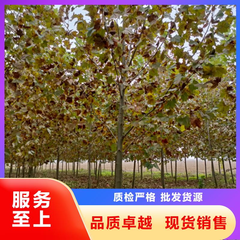 法桐金叶白蜡精选优质材料多种款式可随心选择