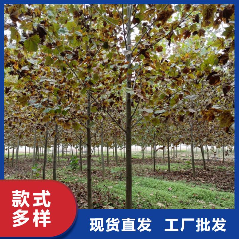【法桐】金叶槐批发商精工细致打造