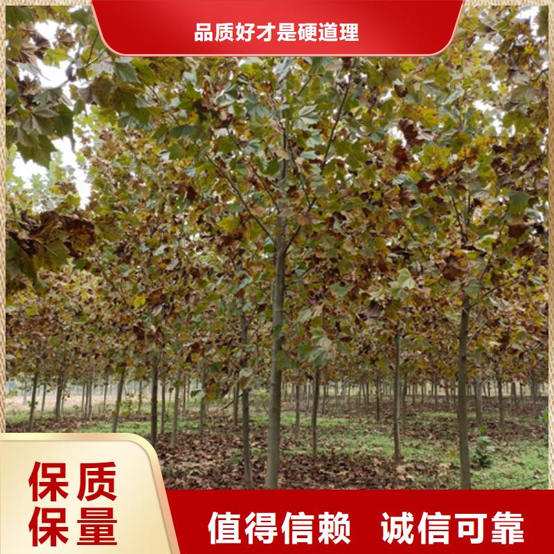 法桐_美国红枫细节决定成败【本地】品牌