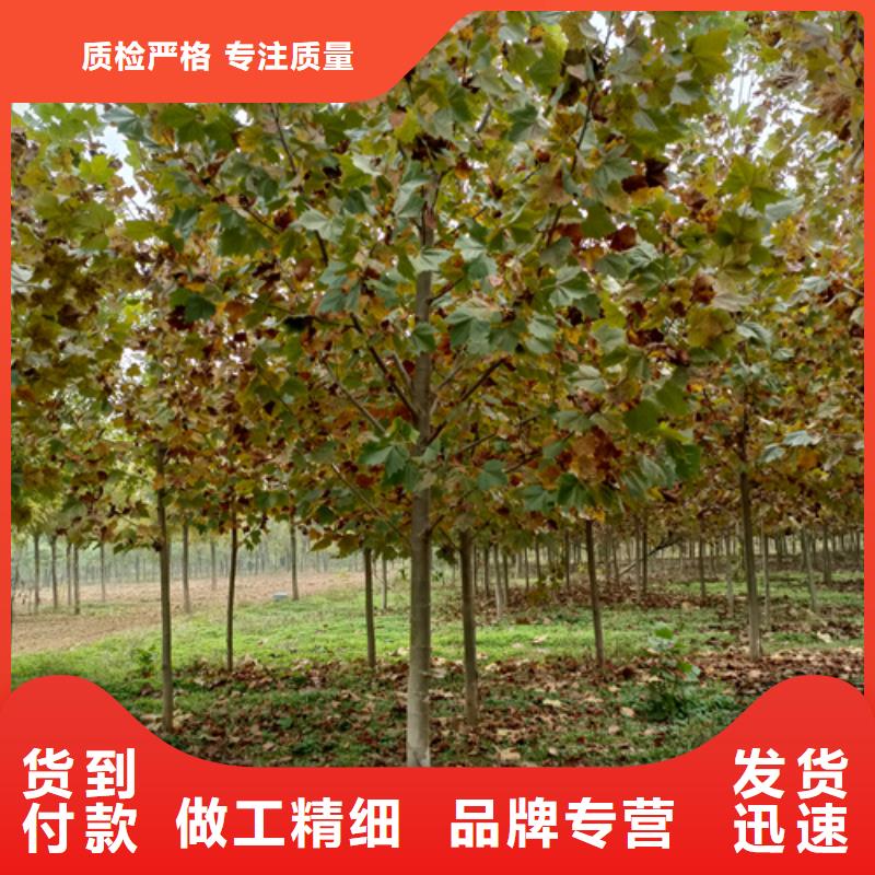 法桐【美国红枫】细节之处更加用心货源充足